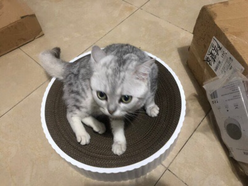 茨格曼猫抓板猫玩具可以清洗吗？纸板有味道嘛？