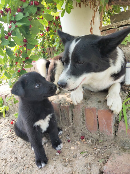 好主人金毛拉布拉多幼犬专用狗粮六个月金毛可以吃吗？ 打算在饮食上加点狗粮 可以吗？