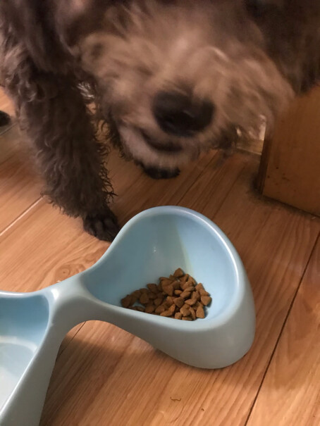 ROYALCANIN我家狗狗三个月干喂不嚼，只能泡水，可能每次一把一天四次太多了，这两天拉肚子呢？