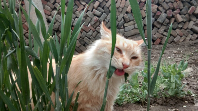 猫零食麦富迪猫条只选对的不选贵的,使用良心测评分享。