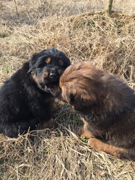 美国进口犬心保福来恩体内驱虫牛肉块蛔虫中型犬请问吃之前需要做心丝虫检查吗？看网上说如果患有心丝虫吃了会导致心梗？