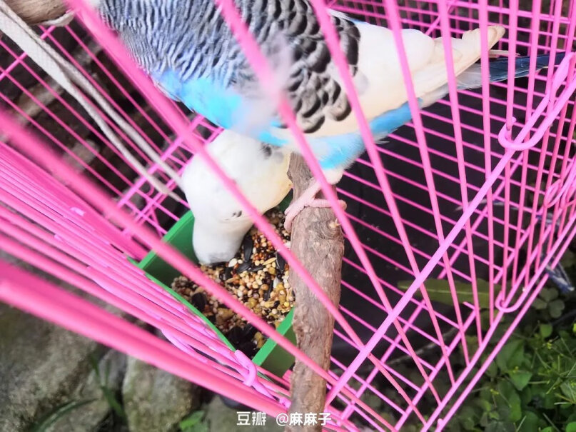 开元KO京东定制中小型鹦鹉饲料鸡饲料可以让鹦鹉吃吗？
