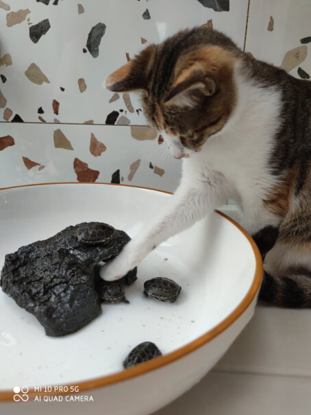 伯纳天纯Pure&Natural幼猫猫粮这个猫粮放水里会沉水吗？