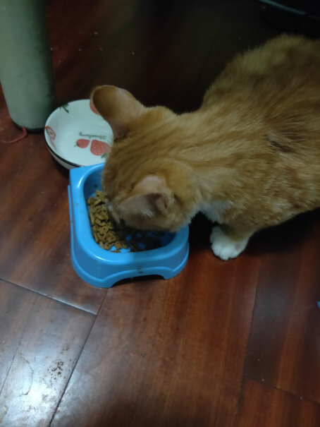 凯锐思幼猫猫粮1-2-4-12个月奶糕深海鱼鱼肉幼猫粮天然粮请问猫粮的配料表前五是什么呀？