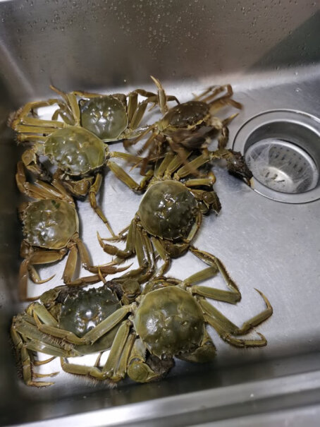 水淼鲜 大闸蟹活鲜现货 4对8只螃蟹会夹手吗？