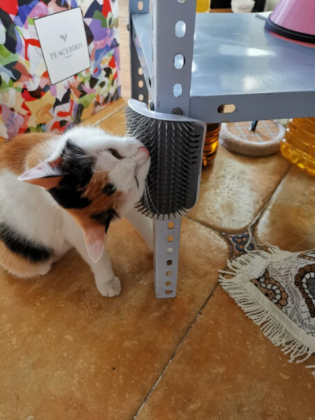 派乐特猫玩具墙角蹭毛器笼子里能用吗？