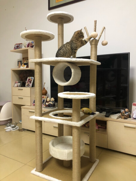 猫爬架迪熊先生猫爬架评测结果不看后悔,质量好吗？