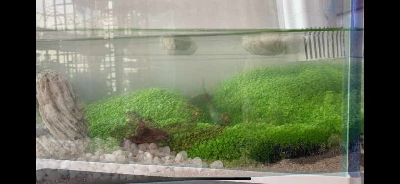 疯狂水草鱼缸造景水草泥水族箱造景泥水晶虾用这泥可以吗？