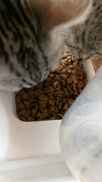猫干粮凯锐思幼猫猫粮1-4个月奶糕深海鱼三文鱼鱼肉幼猫粮天然粮评价质量实话实说,对比哪款性价比更高？