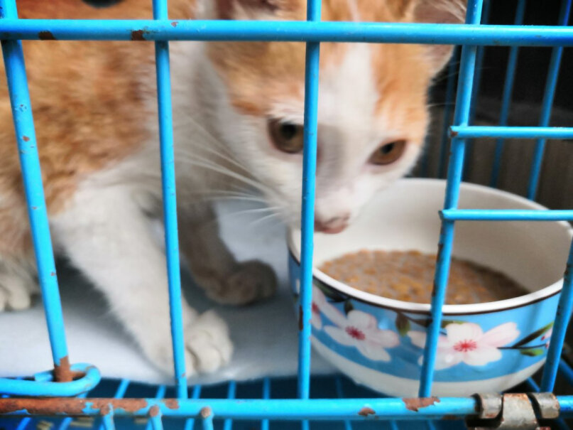 猫干粮妙多乐猫粮室内成猫1.5kg全价猫粮哪款性价比更好,评测下来告诉你坑不坑？