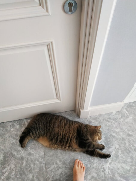 妙多乐猫粮室内成猫1.5kg全价猫粮便便臭吗？