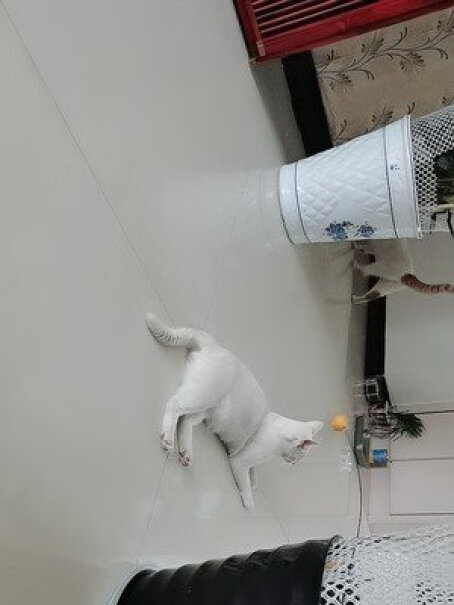 猫玩具派乐特猫玩具墙角蹭毛器大家真实看法解读,使用体验？