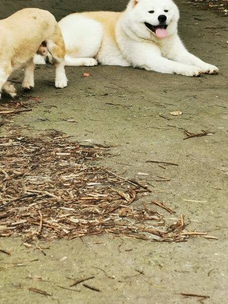 力狼狗粮牛肉拌饭是那一种狗粮？