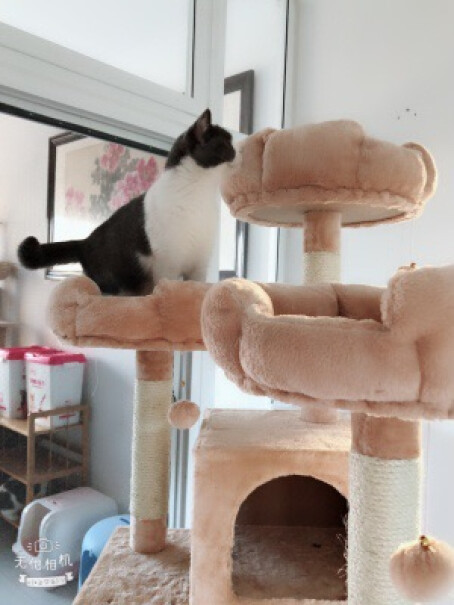 兽牌猫爬架大型猫架猫窝一体请问猫爬架好清理吗？