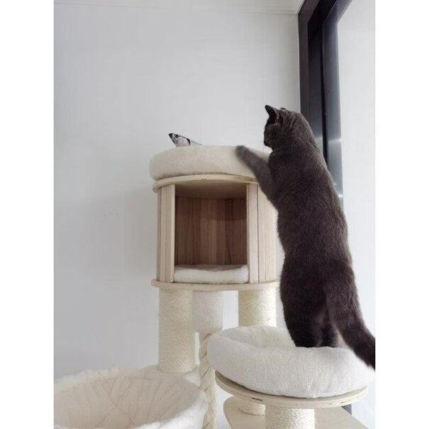 猫爬架兽牌猫爬架实木猫架猫窝一体最真实的图文评测分享！评测数据如何？