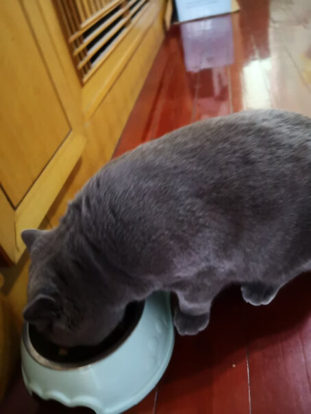 卫仕套装猫多维200片+全价冻干猫粮1.6kg成猫一次一粒吗？每天能吃吗？