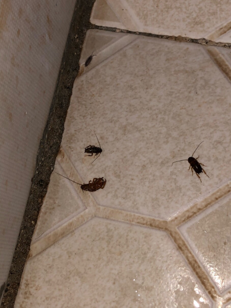 欧克乐蟑螂药全窝端蟑螂屋贴杀虫剂家用灭杀蟑胶饵用了效果怎么样的？