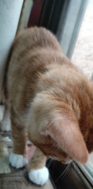 凯锐思幼猫猫粮1-2-4-12个月奶糕深海鱼鱼肉幼猫粮天然粮能当零食吃吗？