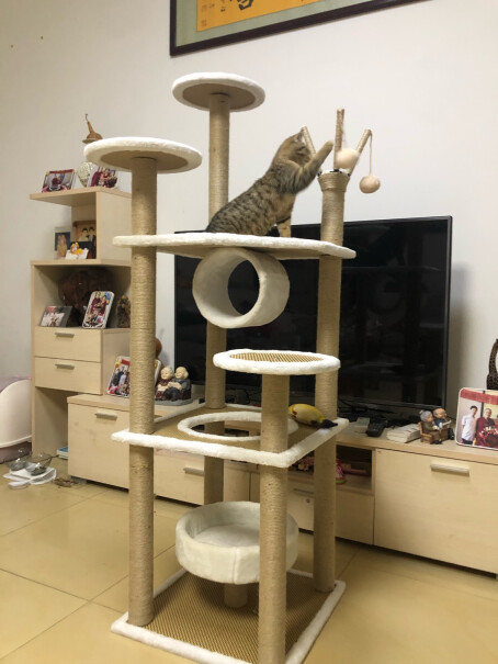 猫爬架迪熊先生猫爬架评测结果不看后悔,质量好吗？