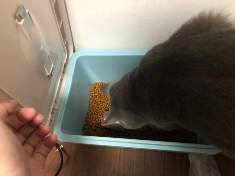 妙多乐猫粮室内成猫1.5kg全价猫粮一个月躲可以吃吗？