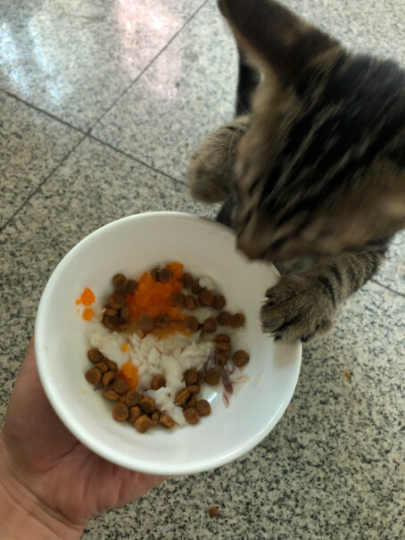 冠能猫粮幼猫7kg怀孕哺乳期全价猫粮把猫粮用矿泉水可以泡软给猫吃吗？