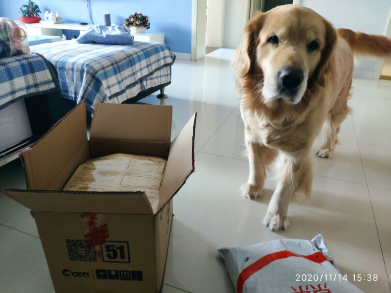 好主人金毛拉布拉多幼犬专用狗粮满月的金毛可以吃吗？