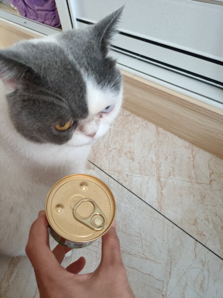 珍致猫罐头85g*24罐金枪鱼肉两三个月的猫可以吃多久？