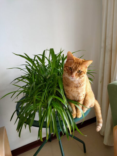伟嘉幼猫猫粮1.2kg吞拿鱼味布偶蓝猫橘猫加菲英短猫咪全价粮多大的猫可以吃？