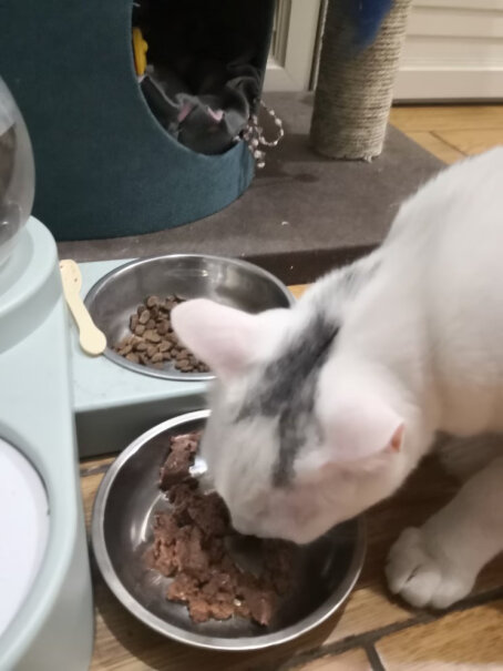 最宠PaddyTime猫零食金枪鱼猫条500g10g*50两个月的幼猫可以吃吗？