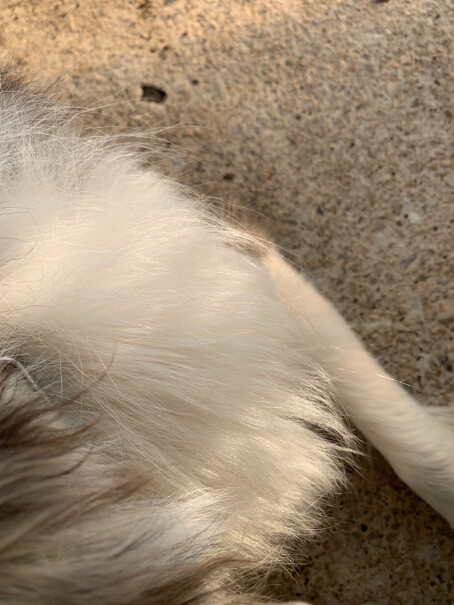 疯狂的小狗成犬狗粮金毛拉布拉多萨摩耶边牧阿拉斯加苏牧十岁可以吃吗？