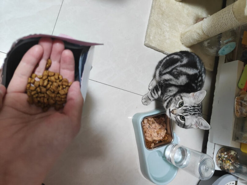皇家幼猫奶糕K36 10KG猫吃了有增肥的效果吗？