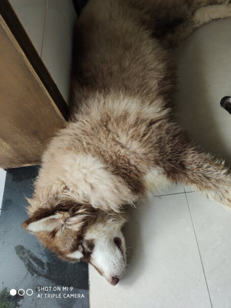 疯狂的小狗成犬狗粮金毛拉布拉多萨摩耶边牧阿拉斯加昨天晚上到的货，四个多月的拉布拉多犬，吃一次吐一次，到现在吐三回了，没生病很健康，很活泼。不知道啥原因？