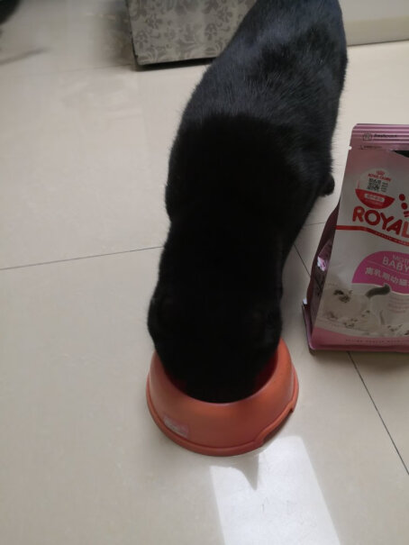 ROYALCANIN两个月的小猫，一天吃几顿奶糕？一次吃多少粒呀？