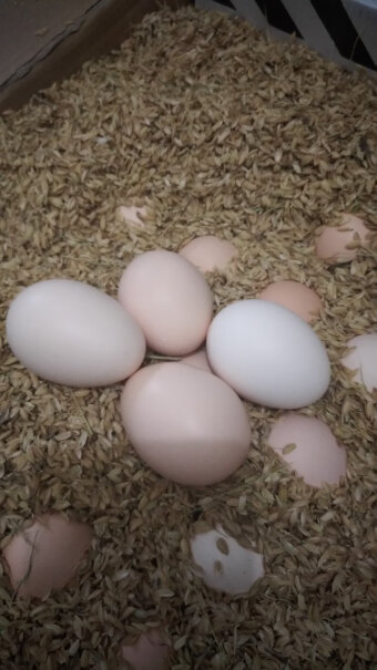 富润世蛋类鸡蛋生鲜鸡蛋分析应该怎么选择,评测下来告诉你坑不坑？