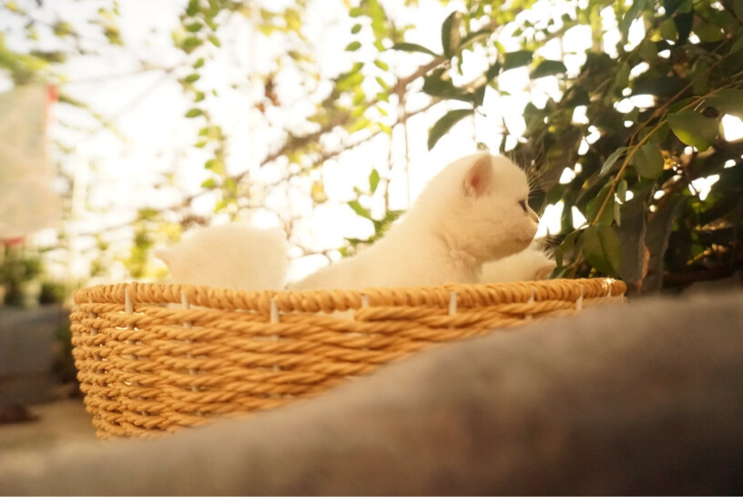 田田猫瓦楞纸猫抓板耐磨猫磨爪磨爪器猫玩具猫咪用品套装猫薄荷买了 好激动 还没到 主子从此不爱我了怎么办？