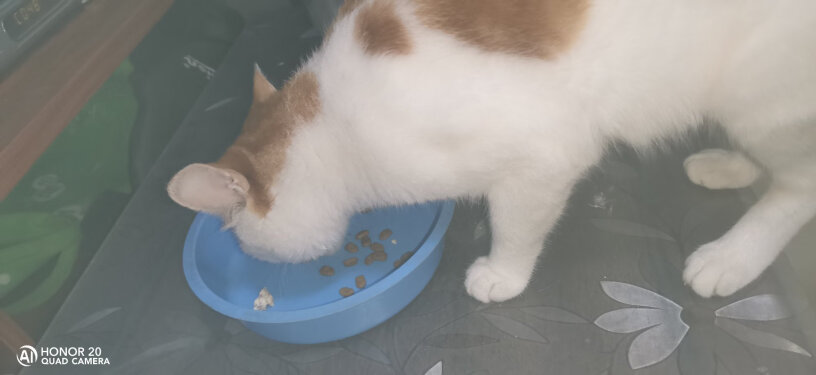 凯锐思幼猫猫粮1-2-4-12个月奶糕深海鱼鱼肉幼猫粮天然粮银虎斑两个月可以吃吗？