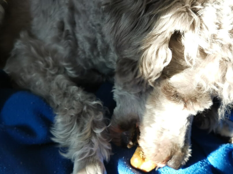 YAHO亚禾狗狗训练用零食一个多月的泰迪能吃吗？