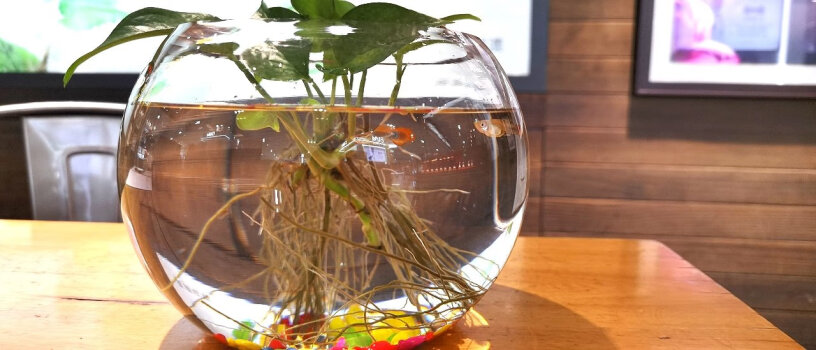 鱼麒麟玻璃金鱼缸小鱼缸中间直径？高多少，口径多少，底部多少？