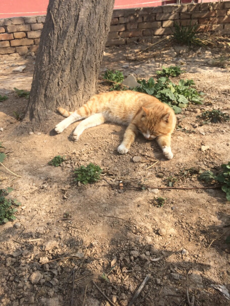 雷米高猫钙片宠物猫咪软骨素呵护关节猫多维奶贝160片确认猫咪已经感染了绦虫，吃这个有效吗？