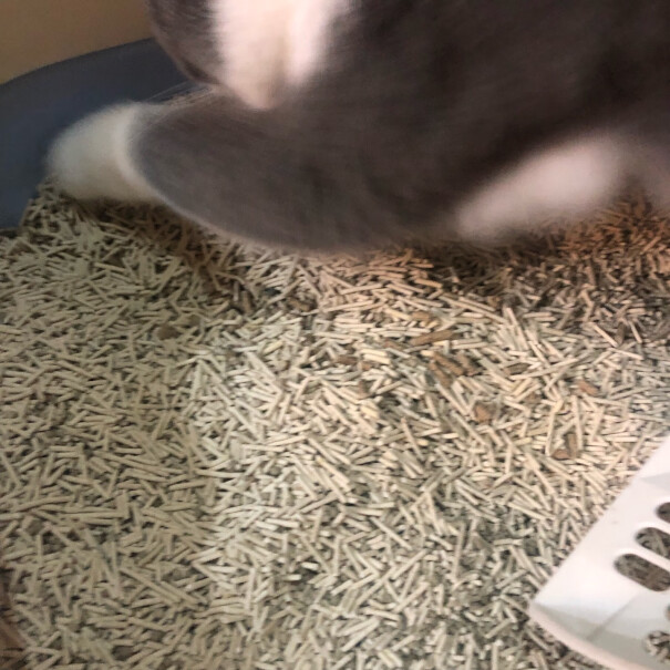 猫砂盆优缺点分析测评,评测质量怎么样！