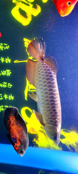 照明设备俪鱼锋影LED鱼缸灯27cm这样选不盲目,适不适合你！看质量怎么样！