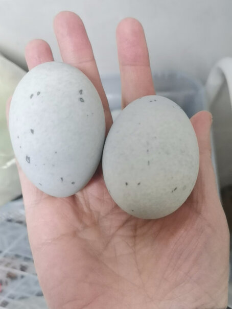 松花鸭皮蛋溏心砂芯变蛋15枚发苦是坏了吗？