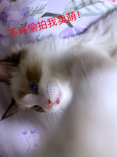 京东JOY定制款BOTH猫零食山羊奶蛋黄猫布丁15g*20能不能放在零下15度的地方？