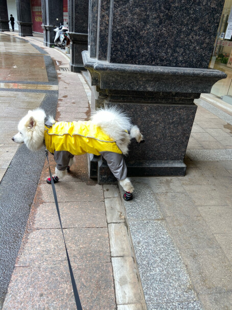 宠物鞋服智汇狗狗雨衣哪个更合适,使用体验？