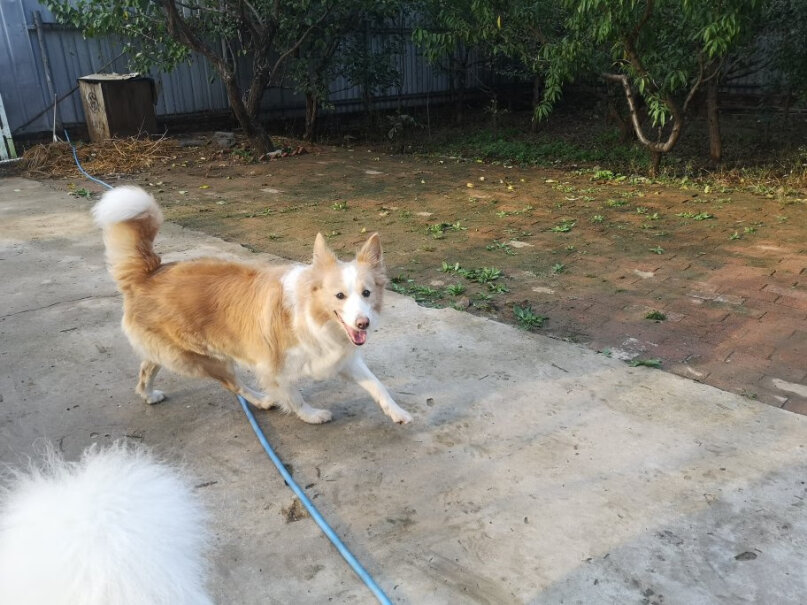 德国进口拜耳爱沃克你们的猫咪用完药猫咪会有食欲不振，嗜睡的反应吗？