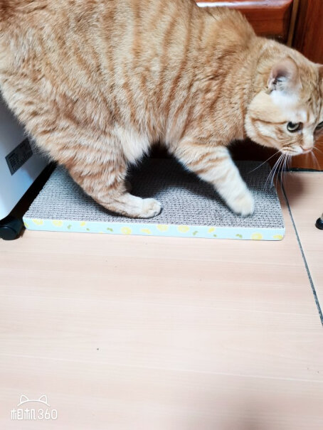 猫抓板迪熊先生宠物猫抓板功能真的不好吗,分析性价比质量怎么样！