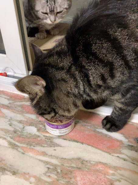 猫零食泰国进口顽皮猫罐头使用感受大揭秘！真实测评质量优劣！
