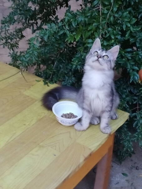 麦富迪猫粮你们有觉得这个猫粮好像比较咸吗？