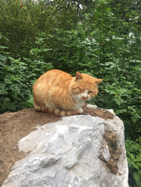 雷米高猫钙片宠物猫咪软骨素呵护关节猫多维奶贝160片确认猫咪已经感染了绦虫，吃这个有效吗？