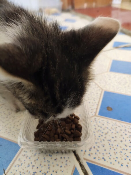网易严选全价幼猫粮居家宠物主粮幼猫猫咪食品为什么我的小猫吃这个不喜欢吃，吃了会有埋屎的动作？